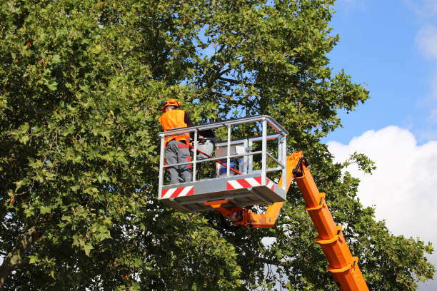 Best Commercial Tree Services  in Red Springs, NC